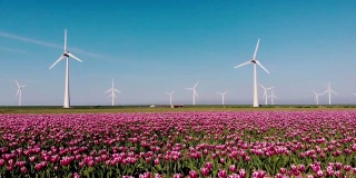 荷兰的郁金香田，球茎区在春天盛开的荷兰，彩色的郁金香田，彩色的郁金香田在春天拍摄与无人机
