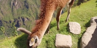 秘鲁库斯科，马丘比丘，吃草的美洲驼