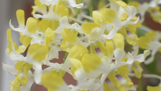 近看一束美丽的黄兰花盛开着水露在花瓣挂在房前。