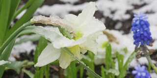 雪下的水仙花