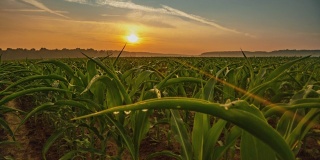 太阳升起时的玉米田