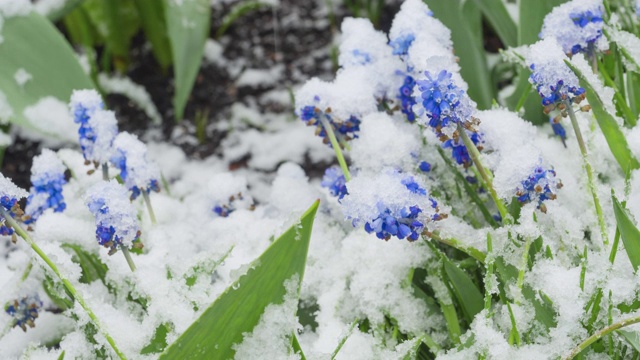 雪下的蓝色麝香花