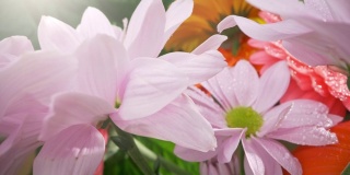 在花朵的花束。镜头在各种花卉之间移动——雏菊和菊花。背景上的绿叶。滑动探头镜头拍摄。