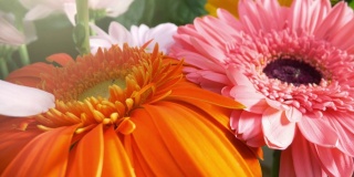 美丽的菊非洲菊花在华丽的节日花束。镜头沿着花瓣移动。橙色，粉红色和白色的花与绿鸟叶背景。4 k, UHD