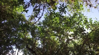 低角度的树木，天空和阳光。秘鲁库斯科的印加古道视频素材模板下载