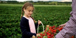 一个小女孩开心地摘草莓