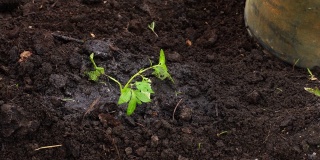 男人们用手在土里种上西红柿苗，然后把它埋起来