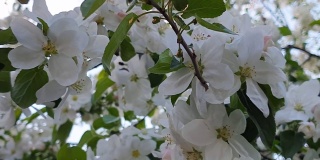 樱花，樱花，哭泣的樱花树在蓝天的映衬下盛开，美丽的春天的花，新鲜的白色的花，美丽的新鲜的花瓣