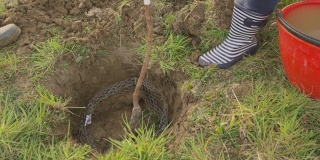 农民种植果树，用泥土填洞