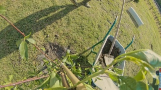 曼女士在阳光明媚的花园里施肥种植果树视频素材模板下载