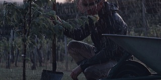 一名男子用铲子在多雨的果园里种植果树。农民用铁锹在多雨的果园里种植果树。