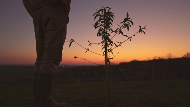 夕阳西下的乡村山坡上，一名男农民站在一棵年轻的桃树前