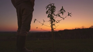 夕阳西下的乡村山坡上，一名男农民站在一棵年轻的桃树前视频素材模板下载