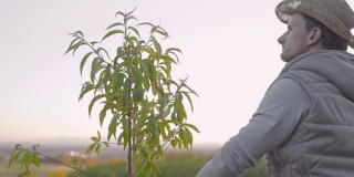 一名男性农民正在视察田园诗般的山坡上生长的桃树