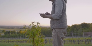 一名男性农民用智能手机拍摄山坡上生长的年轻桃树
