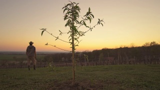 男农民站在田园诗般的乡村山坡后的果树在日落视频素材模板下载