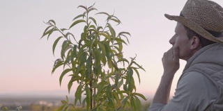 一名男性农民正在视察生长在田园诗般的乡村山丘上的年轻桃树。人们检查果树。