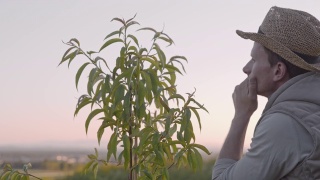一名男性农民正在视察生长在田园诗般的乡村山丘上的年轻桃树。人们检查果树。视频素材模板下载