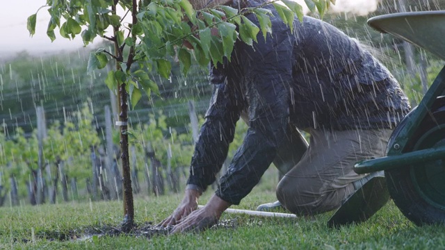男子在雨中种植果树