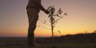 日落时分，一名男性农民在田园诗般的山坡上检查年轻的桃树