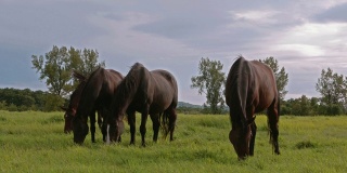 四匹棕色的马在吃草