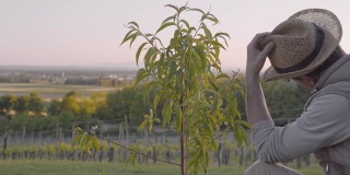 一名男性农民正在视察生长在田园诗般的乡村山坡上的年轻桃树