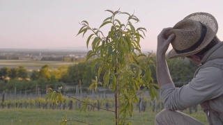 一名男性农民正在视察生长在田园诗般的乡村山坡上的年轻桃树视频素材模板下载