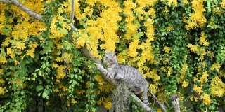 虎斑猫爬上美丽的异国情调的热带黄色花与绿色的叶子墙背景，猫爪，猫爪藤，猫爪蔓生植物