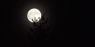 近距离拍摄满月在树后升起