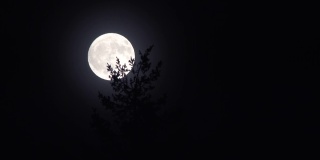 近的满月后的树在晴朗的夜晚