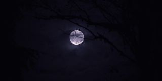 蓝月亮在树林后面升起