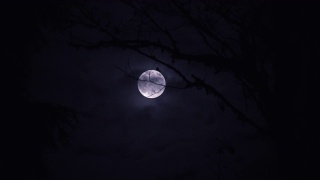 蓝月亮在树林后面升起视频素材模板下载