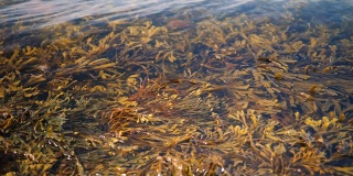波在海藻