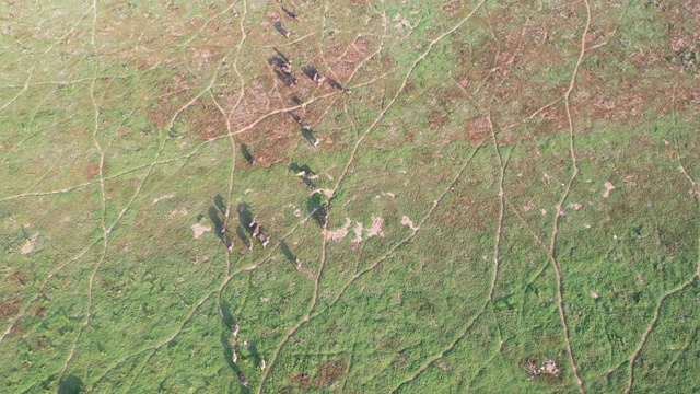 4k鸟瞰图，大群南非水牛在草地上奔跑
