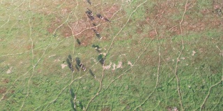 4k鸟瞰图，大群南非水牛在草地上奔跑