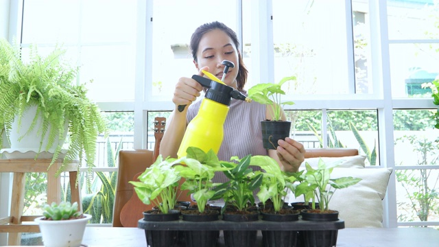 亚洲妇女园丁在家里的花园里给植物浇水。