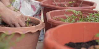 新冠肺炎疫情暴发期间，一名妇女正在家中用陶罐种植幼树。家庭园艺。