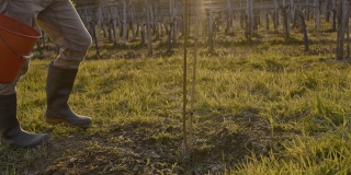 在阳光明媚、田园诗般的乡村山坡上，男农民正在施肥和检查果树