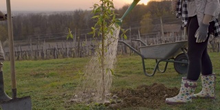 MS to WS夫妇种植和浇灌果树在田园诗，乡村山坡在日落