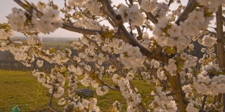 在阳光明媚，田园诗般的乡村山坡上种植果树和樱花树