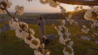 WS夫妇种植和浇灌果树在田园诗，农村山坡在日落视频素材模板下载