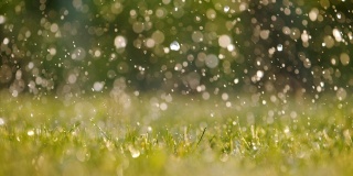雨落在新鲜的绿草地上