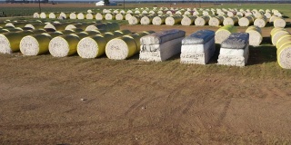 美国德克萨斯州布拉索斯县的棉花田