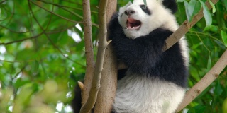 树上的大熊猫幼崽