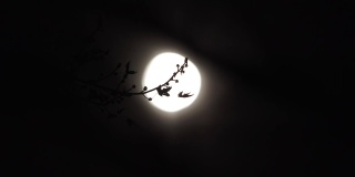 聚焦树到月亮架