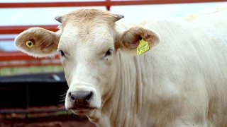 墨西哥畜栏里的牛视频素材模板下载