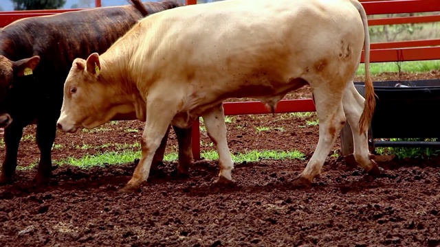 墨西哥畜栏里的牛