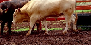 墨西哥畜栏里的牛