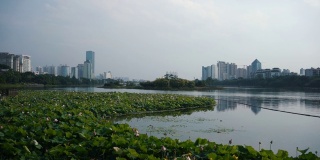 在中国南宁，荷塘前的城市景观与湖反射。