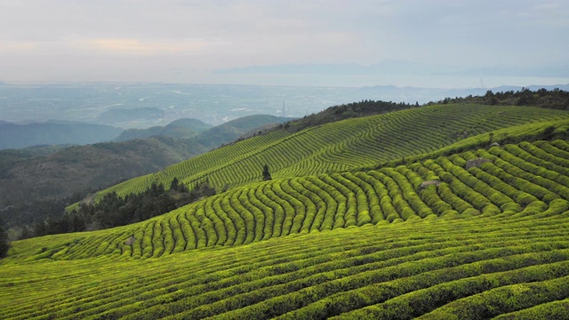 山上绿茶田的鸟瞰图